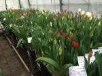 [Tulip test greenhouse 2.jpg]